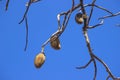 Fruits of a baobab tree on branches Royalty Free Stock Photo