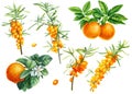 Fruits and berries, orange. Mandarin, sea buckthorn on an isolated white background, watercolor illustration, botanical