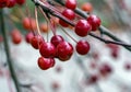 Fruits of a berry apple tree close-up. Red apples on a branch without leaves. Autumn natural background Royalty Free Stock Photo