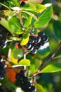 Fruits of black chokeberry (aronia)