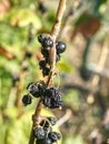 Fruits of black currant forgotten on twigs. Extreme dryness.