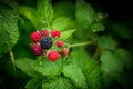 Fruits of black raspberries in two stages of ripening, ripe black berry and unripe red berries Royalty Free Stock Photo