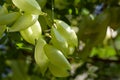 Fruits of the bladder senna Colutea cilicica