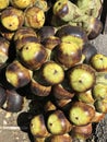 Fruits of Borassus flabellifer or Doub palm or Palmyra palm or Tala palm or Toddy palm.