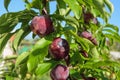 The fruits on the branch are infected plum pox poty virus Royalty Free Stock Photo