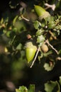 Fruits and branches of an oak Royalty Free Stock Photo