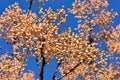 Fruits on the branches of the paradise tree