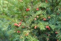Fruits On Branches Of Yew In October