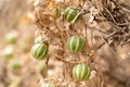 Fruits of Bryonia verrucosa. 