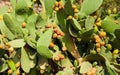 Fruits on a cactus in nature