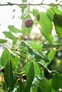 Fruits of a cherry with drops of water after the rain are lit by the sun. Natural macro background. close-up, focus control Royalty Free Stock Photo