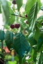 Fruits of a cherry with drops of water after the rain are lit by the sun. Natural macro background. close-up, focus control Royalty Free Stock Photo