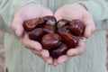 Fruits of the chestnut in hands Royalty Free Stock Photo