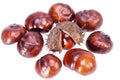 Fruits of chestnuts in dry shell isolated on white background Royalty Free Stock Photo