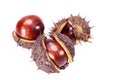 Fruits of chestnuts in dry shell isolated on white background Royalty Free Stock Photo