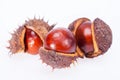 Fruits of chestnuts in dry shell isolated on white background Royalty Free Stock Photo