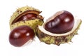 Fruits of chestnuts in green shell isolated on white background Royalty Free Stock Photo
