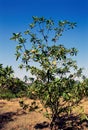 Fruits, chickoo on tree, Uttan, Maharashtra, India Royalty Free Stock Photo
