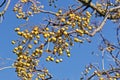 Fruits of chinaberry tree