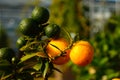 Fruits of the chinotto orange in various stages of ripeness. Royalty Free Stock Photo