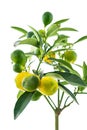 Fruits citrus kumquat yellow green juicy on branch long leaves on an isolated background Royalty Free Stock Photo