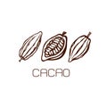 The fruits of cocoa beans. Set. Hand drawn. Label. Logo. Royalty Free Stock Photo
