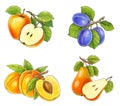 Fruits collection