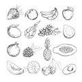 Fruits collection. Vector hand drawn. Isolated objects