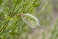 Fruits of Common broom, Cytisus scoparius