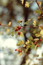 Fruits of the Common hawthorn  plant Royalty Free Stock Photo