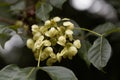 Fruits of a common hoptree, Ptelea trifoliata