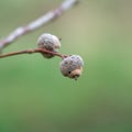 Fruits of a common oak Quercus robur Royalty Free Stock Photo