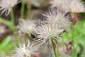 Fruits of common pasque flower