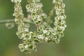 Fruits of garden sorrel Rumex acetosa