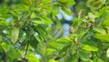 Fruits Or Cones Of Evergreen Magnolia. Southern Magnolia Or Bull Bay Tree Of Family Magnoliaceae. Bokeh.