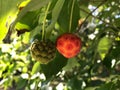 Fruits in Connecticut landscape. Summer 2017