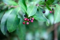 Fruits of a coralberry, Ardisia elliptica