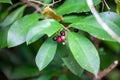 Fruits of a coralberry, Ardisia elliptica