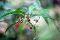 Fruits of a coralberry, Ardisia elliptica