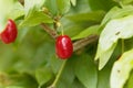 Fruits of Cornelian cherry Cornus mas Royalty Free Stock Photo