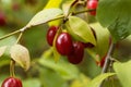 Fruits of Cornelian cherry Cornus mas Royalty Free Stock Photo