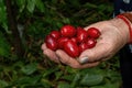 Fruits of a Cornelian cherry Cornus mas Royalty Free Stock Photo