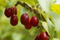 Fruits of Cornelian cherry Cornus mas Royalty Free Stock Photo