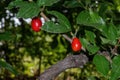 Fruits of a Cornelian cherry Cornus mas Royalty Free Stock Photo