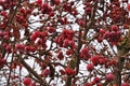 Fruits of crab apples in winter