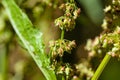 Fruits of a curled dock, Rumex crispus Royalty Free Stock Photo