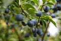 Fruits of damson plum Royalty Free Stock Photo