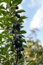 Fruits of damson plum Royalty Free Stock Photo