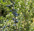 Fruits of damson plum Royalty Free Stock Photo