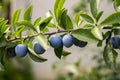 Fruits of damson plum Royalty Free Stock Photo